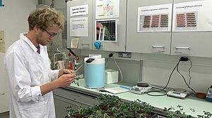 FiBL-Mitarbeiter im Labor vor Töpfen bepflanzt mit Weisser Lupine