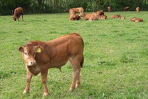 Limousin Mastremonten auf der Weide