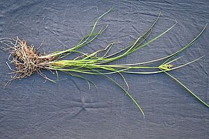 Eine Erdmandelgraspflanze mit Wurzel auf schwarzem Hintergrund. 