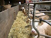 Kühe in Liegeboxen mit freiem Kopfraum