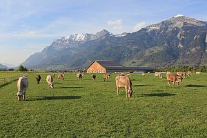 Weidende Kühe vor dem Plantahof mit Bergpanorama