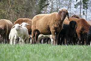 Braune Schafe und zwei weisse Lämmer stehen auf einer grünen Wiese.