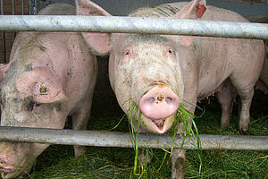 Schwein im Auslauf mit Gras im Maul