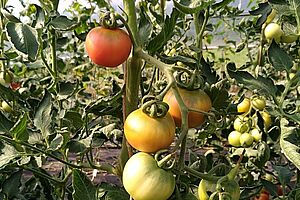 Unterschiedlich reife Tomaten am Zweig