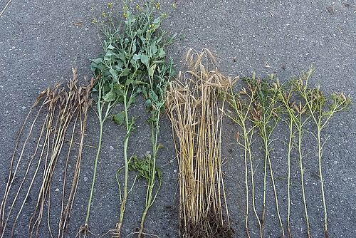 Lupinenpflanzen, Senfpflanzen und Triticalepflanzen nebeneinander auf einem grauen Strassenuntergrund.