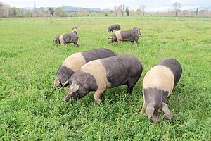 Schweine auf dem Feld