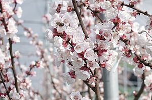 Aprikosenblüte in der FiBL-Anlage. Foto: FiBL, Clémence Boutry