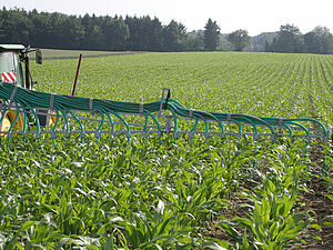 In einem Maisfeld im Juni wird Gülle mit einem Schleppschlauchverteiler ausgebracht