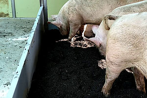 Drei Schweine in einem Wühlareal im Innenraum
