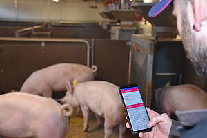Schweine im Stall dokumentieren