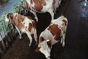 Kühe im Laufstall