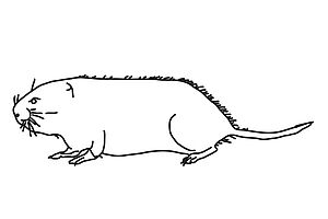 Bild: «Von Mäusen, Spitzmäusen und Maulwürfen», A. Leutert