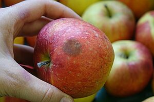 Eine Hand hält einen Apfel mit einem braunen Fleck. 