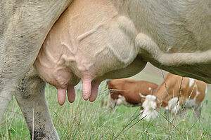 Euter einer Kuh auf der Weide in Grossaufnahme