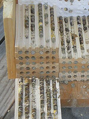 Kokons von Mauerbienen in Bohrlöchern von aufgesägten Holzstücken