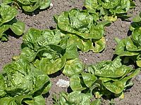 Junge Salatpflanzen in Reihen