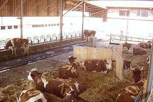 liegende Kühe auf Liegefläche mit Y in Tiefstreuelaufstall