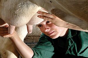 Tierärztin behandelt Euter