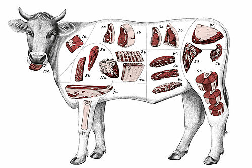 Zeichnung Rind mit den einzelnen Fleischstücken