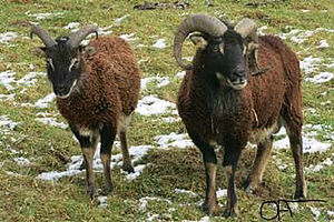 zwei Schafe auf Wiese mit wenig Schnee