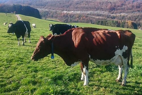 ältere Holsteinkuh auf der Weide