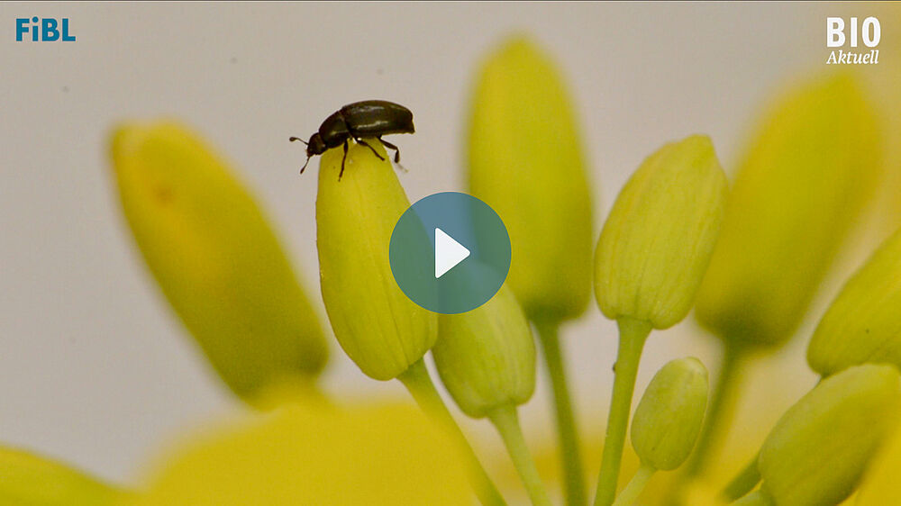 Käfer auf einer Rapsblütenknospe
