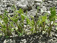 Salbeijungpflanzen mit abgefressenen Blättern