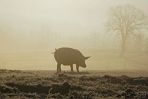 Ein Schwein auf der Weide im Gegenlicht