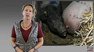 Frau referiert vor Bild mit schwanzbeissendem Schwein