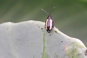 dunkler Käfer mit zwei hellen Längsstreifen und zwei Fühlern