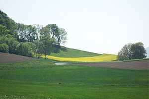 Agrarlandschaft im Kanton Waadt mit einem blühenden Rapsfeld