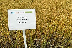 Ein Weizenfeld mit dem Schild "Sortenvergleich Winterweizen Piz Nair"