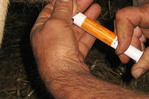 zwei Hände, die mit einer weissen Spritze Antibiotika in ein Kuheuterzitze applizieren