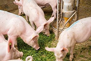 Mastschweine beim Grassfressen im Stall