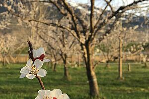 Weisse offene Aprikosenblüte