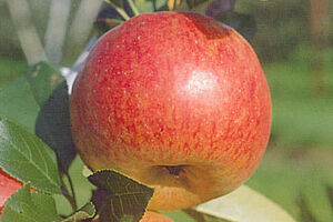 Ausgereifter Apfel der Sorte Topaz, am Baum hängend.
