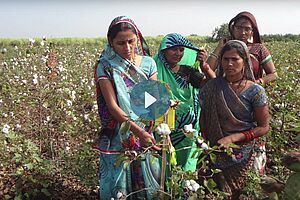 Indische Bäuerinnen im Biobaumwollfeld