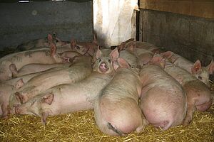 Zahlreiche Mastschweine liegen dicht gedrängt im Stroh.