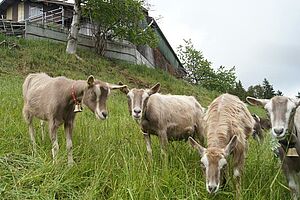 Gruppe Ziegen auf Weide unterhalb Alpgebäude