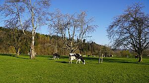 Kühe in Seon (AG) auf einer Kurzrasenweide.