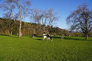 Kühe in Seon (AG) auf einer Kurzrasenweide.