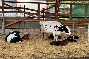 Ammen- und Mutterkühe im Stall mit Kälbern