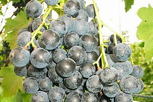 Traubensorte Muscat bleu