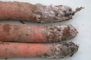drei Karotten, Wurzelspitzen überzogen mit weisslichem Belag