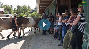 Besucher begutachten Braunvieh-Kühe unter Vordach