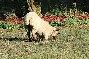 Weisses Schaf kniet auf den Vorderbeinen und frisst von einer Wiese.