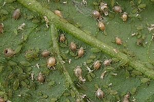 Läuse und von Schlupfwespen parasitierte Läuse auf Peperoniblatt