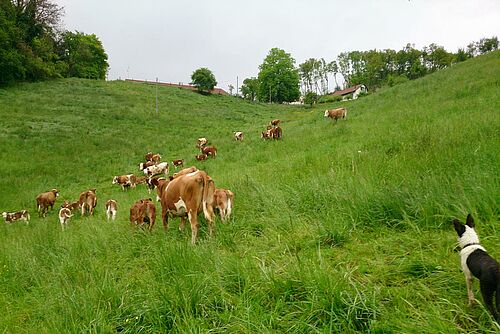 Kühe und Kälber auf steiler Weide