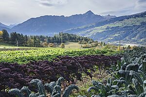 Gemüsefelder mit Bergen im Hintergrund