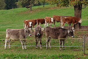 Rinder und Ochsen auf der Weide 